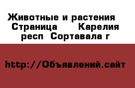  Животные и растения - Страница 12 . Карелия респ.,Сортавала г.